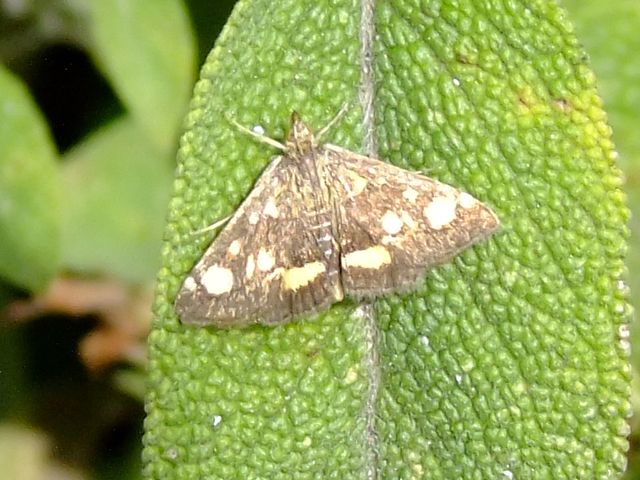 Pyrausta purpuralis o aurata ?